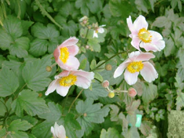 Anemone hupehensis in Copenhagen (flowers).jpg