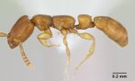 Apomyrma stygia casent0000077 profile 1.jpg