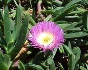 Carpobrotus specimen with pink flowers.jpg