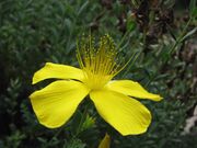 Hypericum olympicum Dziurawiec olimpijski 02.jpg