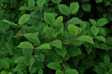 Leaves of Prunus tomentosa in June.jpg
