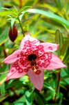 Nomocharis aperta 01EB Napa Hai Yunnan 17 6 01.jpg