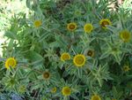 Pallenis spinosa 3.JPG