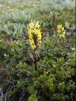 Pedicularis oederi LC0330.jpg