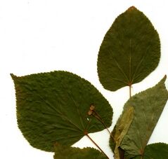 Tilia nasczokinii 8.jpg