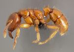 Typhlomyrmex rogenhoferi casent0004700 profile 1.jpg