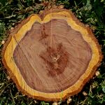 Umgestürzter Pflaumenbaum Stamm-9422.jpg