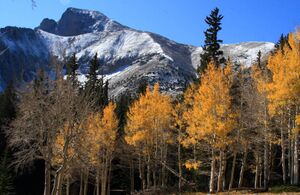 Wheeler Peak behind changing Aspen trees.jpg