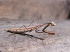 Ab insect 022.jpg