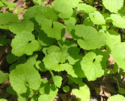 Alliaria petiolata - garlic mustard - desc-young foliage.jpg