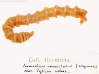 Armillifer armillatus.jpg