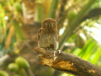 BarredJungleOwlet-2.jpg
