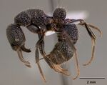 Bothroponera pumicosa sam-hym-c000154a profile 1.jpg