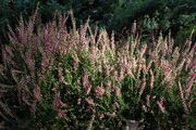 Calluna vulgaris 'Arabella' kz1.jpg