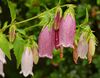 Campanula punctata (purple).jpg