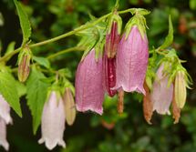 Campanula punctata (purple).jpg