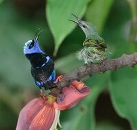 Cyanerpes cyaneus-20090405B.jpg