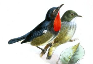DicaeumMonticolaKeulemans.jpg