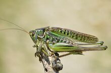 Gampsocleis glabra male (15031711991).jpg