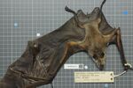 Naturalis Biodiversity Center - ZMA.MAM.28339.b dor - Hipposideros vittatus - skin.jpeg