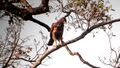 Nisaetus philippensis.jpg