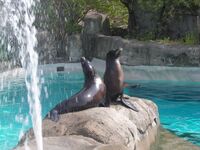 PGHZoo-sealions.JPG