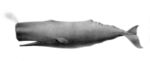 Physeter macrocephalus1.jpg