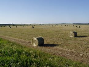 Pizhanka field.JPG