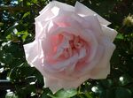 Rosa 'New Dawn' J1.jpg