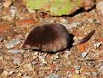 Sorex minutus.jpg