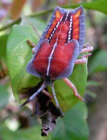 Tessaratoma papillosa nymph.jpg