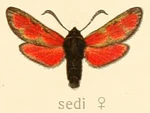 Zygaena sedi.jpg