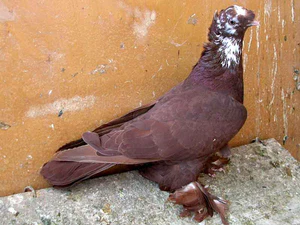 Благодарненский (Голубь).jpg