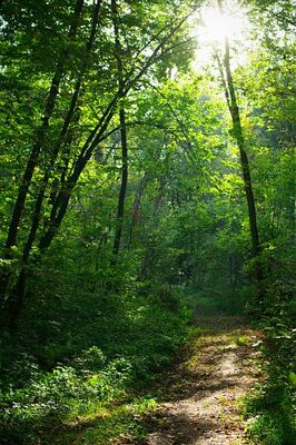 Ліс Конча-Заспа 1402564.jpg