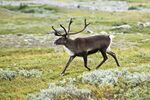 20070818-0001-strolling reindeer.jpg