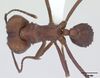 Acromyrmex balzani casent0173790 dorsal 1.jpg