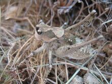 Anadrymadusa retowskii male.JPG