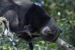 Blue monkey relaxing.jpg