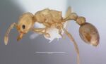 Cardiocondyla wroughtonii casent0000503 profile 1.jpg