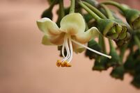 Ceiba pentandra MS 4330.jpg