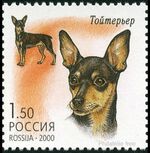 English-Toy-Terrier-Canis-lupus-familiaris.jpg