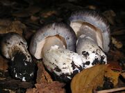 Entoloma bloxamii 124802.jpg