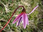 Erythronium dens-canis 04022006 3.jpg