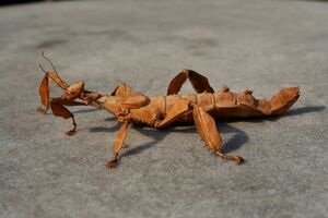 Extatosoma tiaratum 119.JPG
