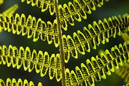 Fern with spores.JPG