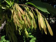 Fraxinus americana seeds.jpg
