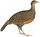 Galloperdix spadicea spadicea Hardwicke white background.jpg
