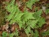 Gymnocarpium robertianum1.jpg