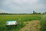 Hunsdon Mead - geograph.org.uk - 1317172.jpg
