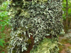 Hypotrachyna revoluta - Flickr - pellaea